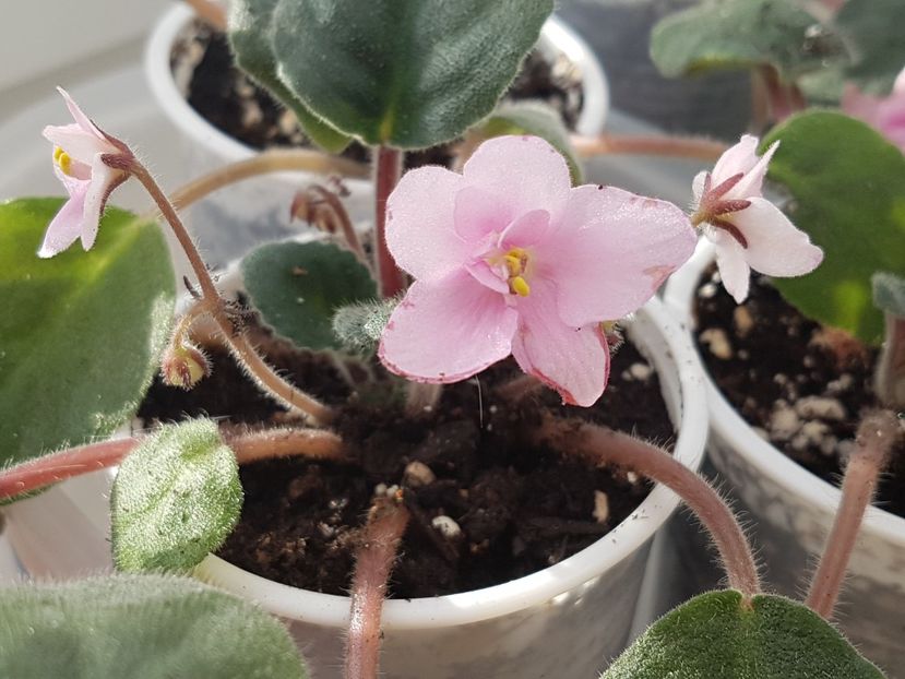 Abia transplantate - Violete no name
