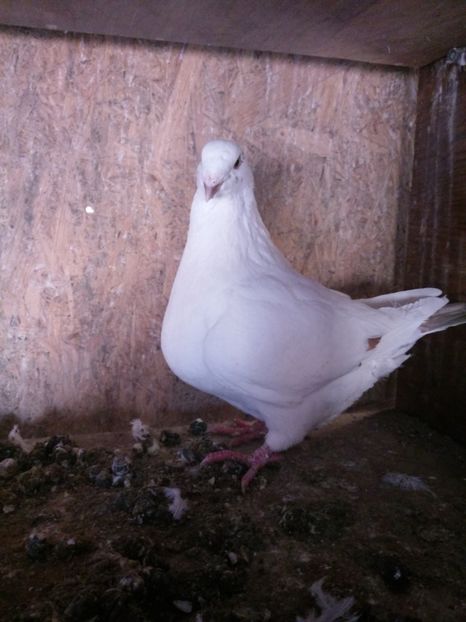 F 2018 - Achiziti AGH pt 2019