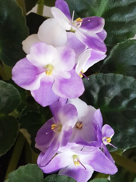 Inflorirea de iarna - Violete no name