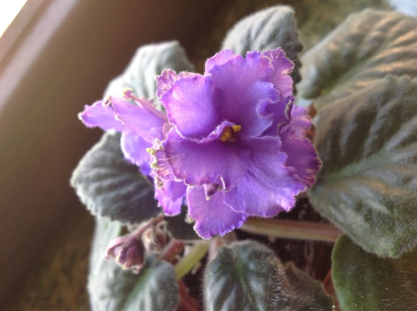 Blue Dragon - Violete de colecție cand nu poti sa te oprești 2018aprilie