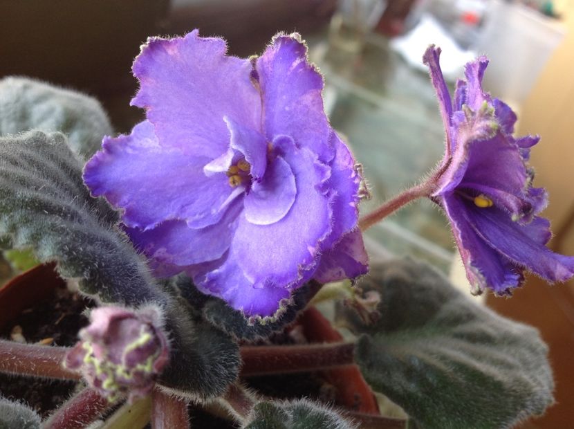 Blue Dragon - Violete de colecție cand nu poti sa te oprești 2018aprilie