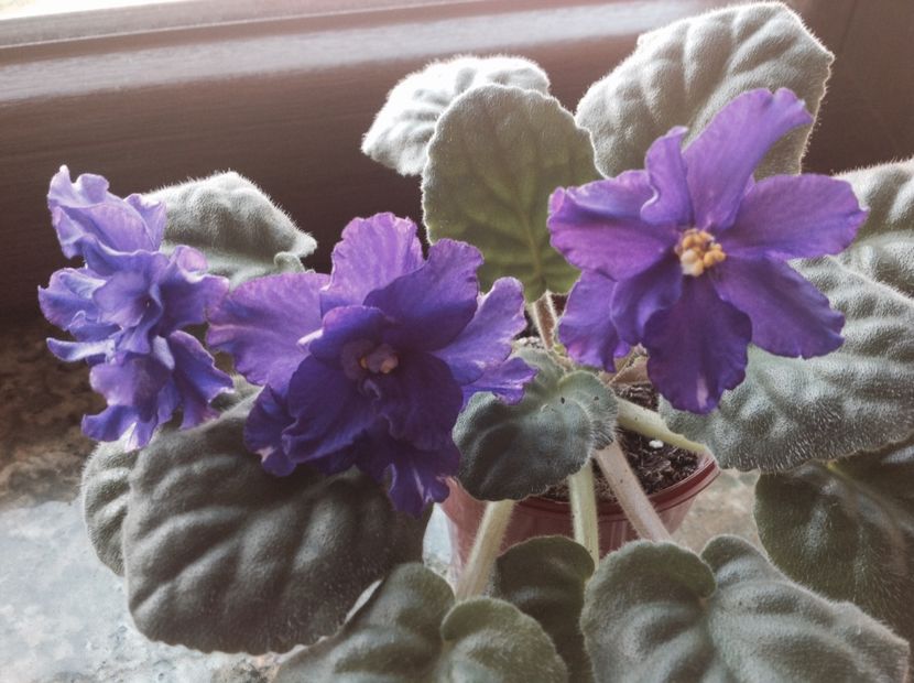 RS Tamerlan - Violete de colecție cand nu poti sa te oprești 2018aprilie