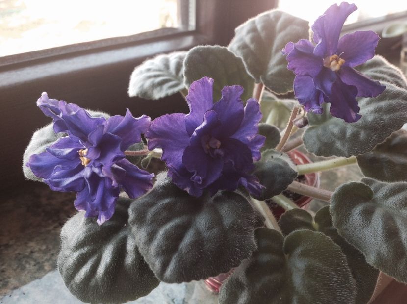 RS Tamerlan - Violete de colecție cand nu poti sa te oprești 2018aprilie