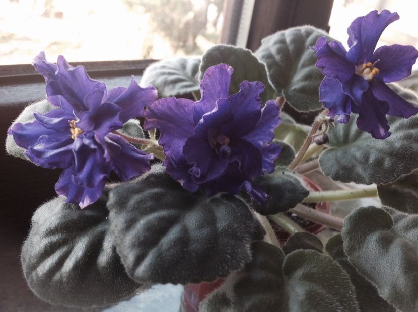 RS Tamerlan - Violete de colecție cand nu poti sa te oprești 2018aprilie