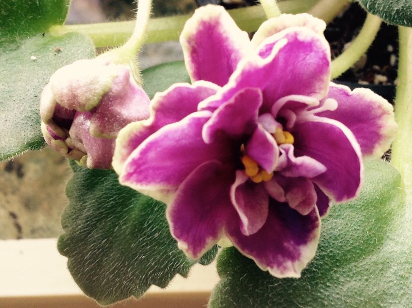 EK Magia Liubvi - Violete de colecție cand nu poti sa te oprești 2018aprilie