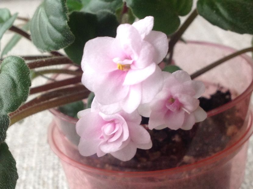 Rob s Vanilla Trail - Violete de colecție cand nu poti sa te oprești 2018aprilie