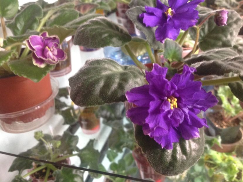 RS Tamerlan - Violete de colecție cand nu poti sa te oprești 2018aprilie