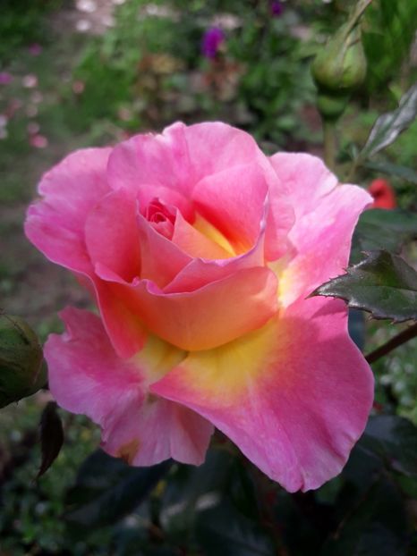 PINK PARADISE - TRANDAFIRI-2018-