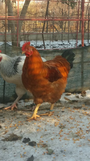 Cocos New Hampshire - 2018