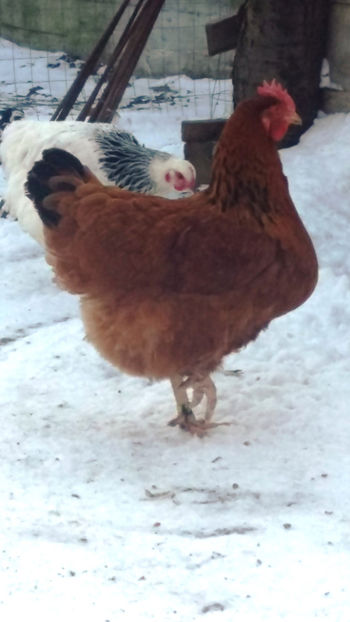 Gaina New Hampshire- linie proprie - 2018