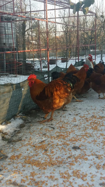 Gaini GainaNew Hampshire - 2018