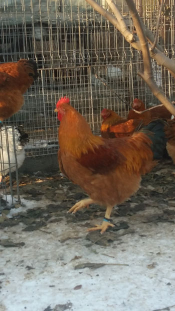 Cocos New Hampshire-linie Lothar Peters - 2018