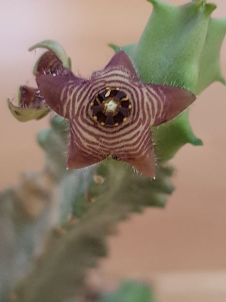 Caralluma europaea - Stapeliade 2018-2021-2022-2024-2025