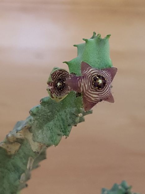 Caralluma europaea - Stapeliade 2018-2021-2022-2024-2025