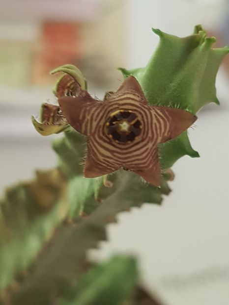 Caralluma europaea - Stapeliade 2018-2021-2022