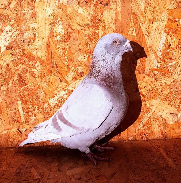 M-2015 - O-Porumbei Voiajori Standard