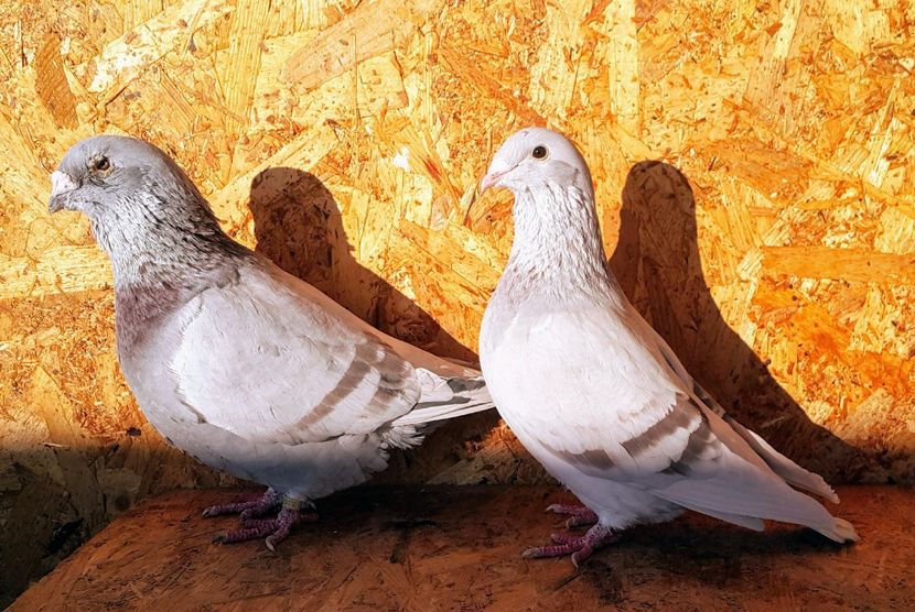 Pereche 1 - O-Porumbei Voiajori Standard