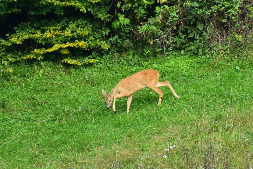  - Sfarsit de vara 2018
