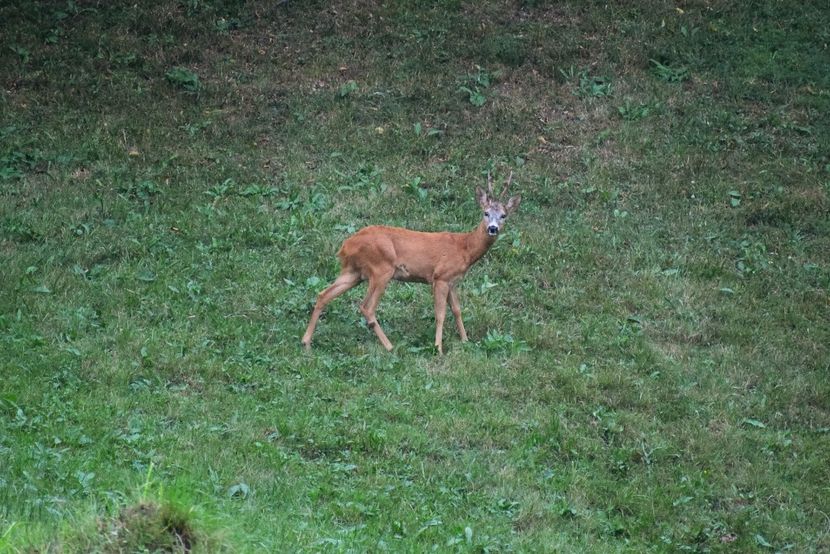  - Sfarsit de vara 2018