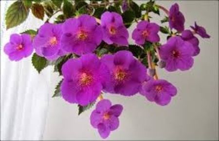 extravaganza - Extravaganza-lucyanna