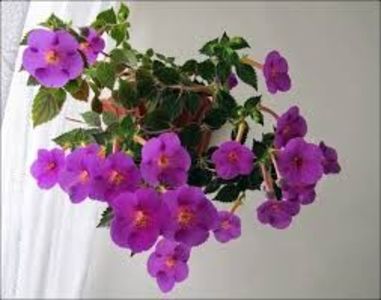 extravagana - Extravaganza-lucyanna