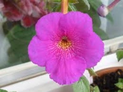 extravaganza - Extravaganza-lucyanna