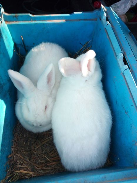 Femele - Neozeelandez alb