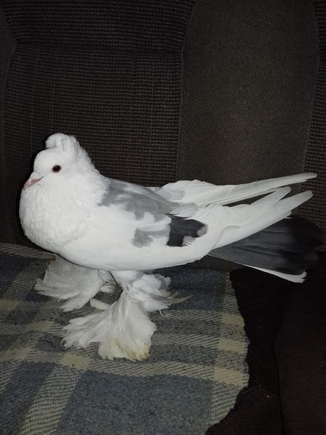  - Porumbei care  nui mai detin