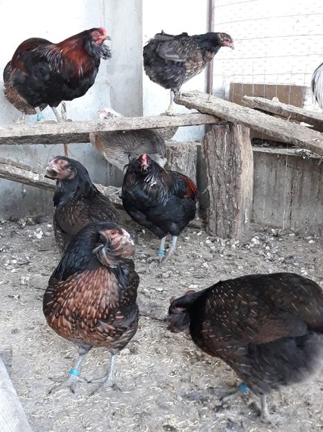 Araucana Willd Sălbatice-Matcă 2019 - 2019 Araucana Willd Salbatice