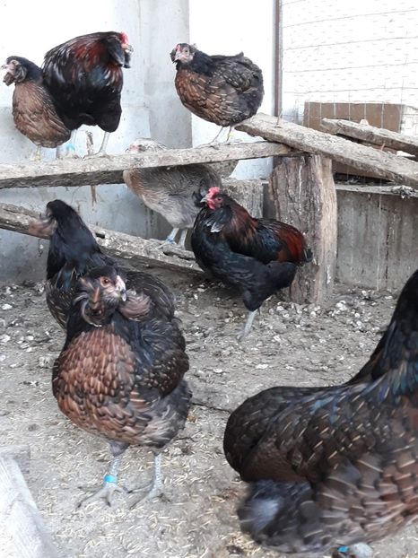 Araucana Willd Sălbatice-Matcă 2019 - 2019 Araucana Willd Salbatice