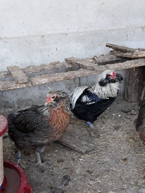 Araucana Argintii-Matcă 2019 - 2019 Araucana Argintii