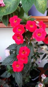 fire vortex - Fire Vortex-lucyanna