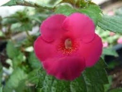 firefly - Firefly-erika 76