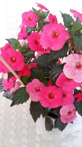 firefly - Firefly-erika 76