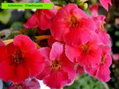 flamboyante - Flamboyante-erika 76