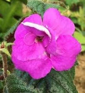 genesis - Genessis-erika 76