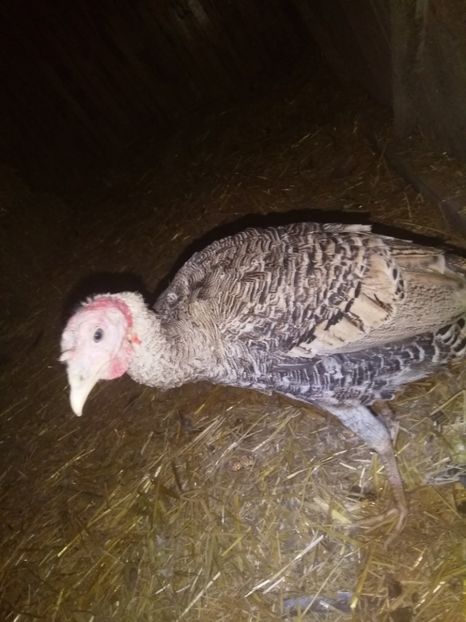  - Curcile mele perlate 2018