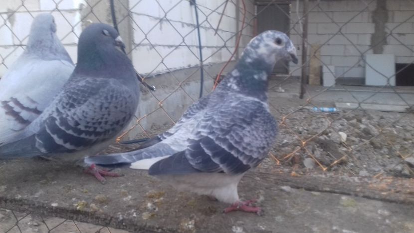 20181202_154449(0) - 2018 decembrie