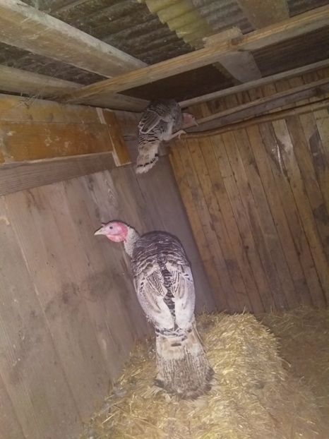  - Curcile mele perlate 2018