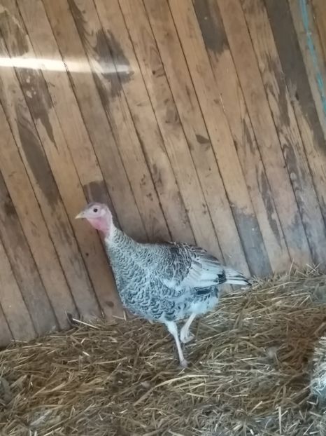  - Curcile mele perlate 2018