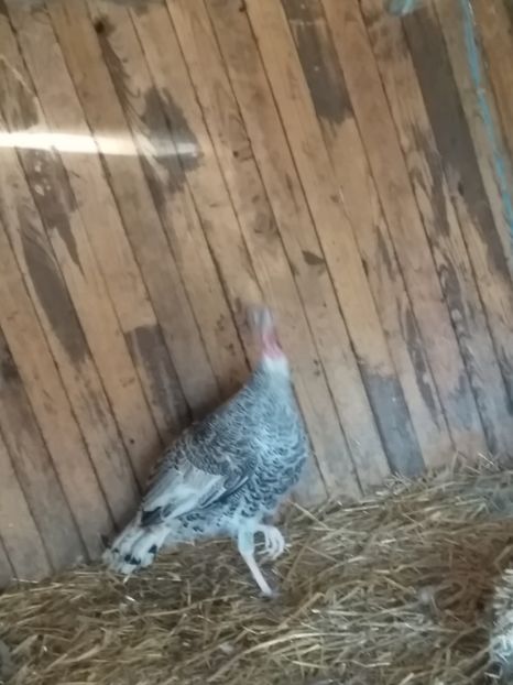  - Curcile mele perlate 2018