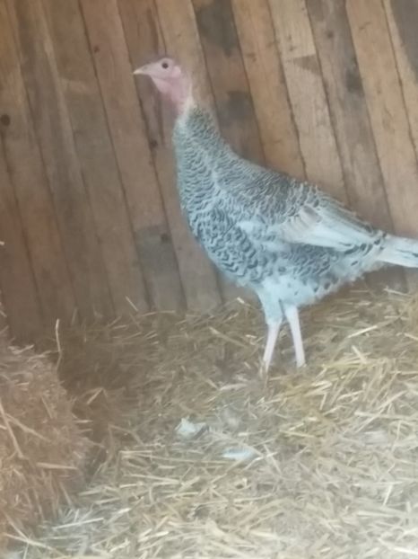  - Curcile mele perlate 2018