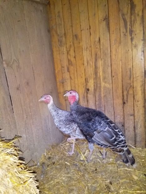  - Curcile mele perlate 2018