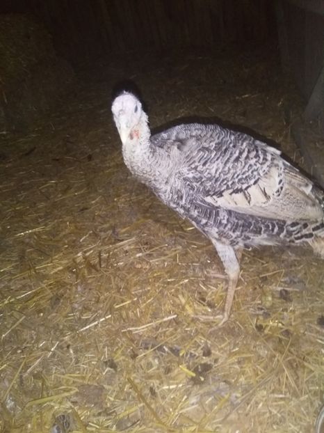  - Curcile mele perlate 2018