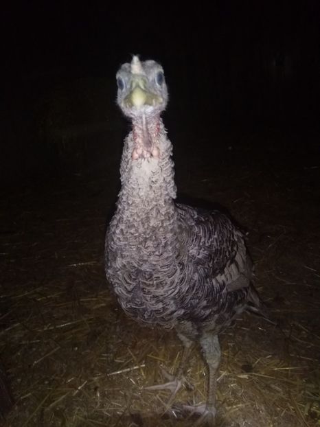  - Curcile mele perlate 2018