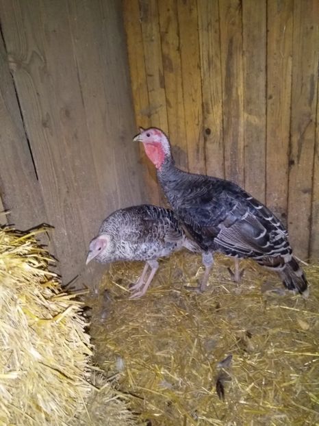  - Curcile mele perlate 2018