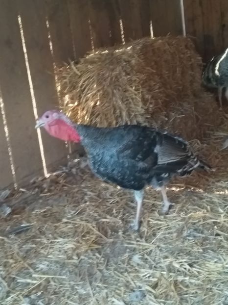  - Curcile mele perlate 2018