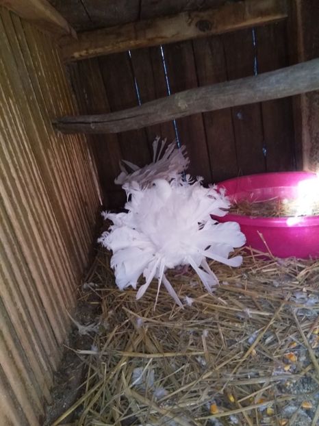  - Porumbeii mei voltati albi