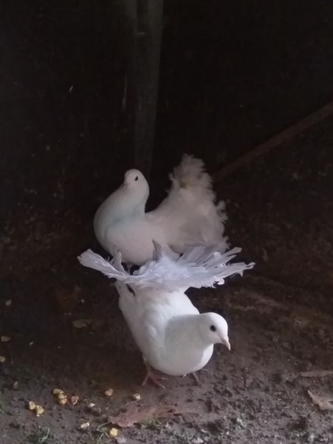  - Porumbeii mei voltati albi