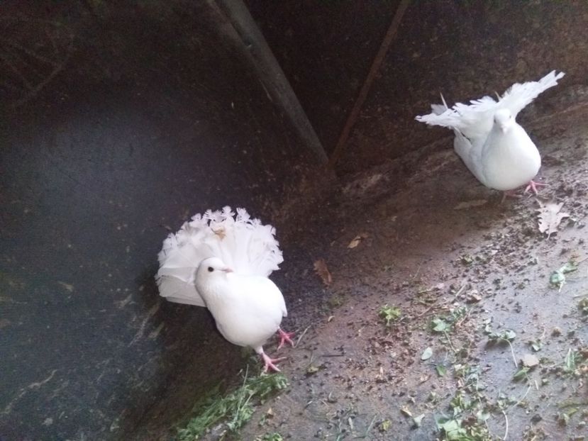  - Porumbeii mei voltati albi